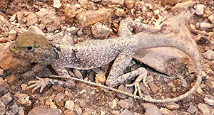 Pseudotrapelus sinaitus